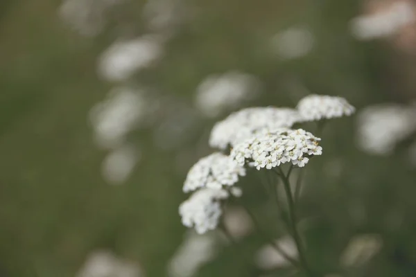 Zavřelý záběr z nádherné bílé zeleně v lese s rozostřený pozadím — Stock fotografie