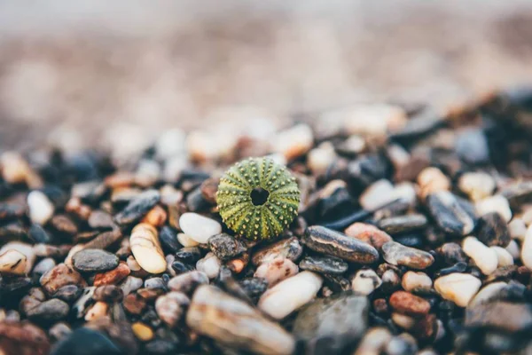 Wide selective closeup shot of a green sea urchin on pebbles