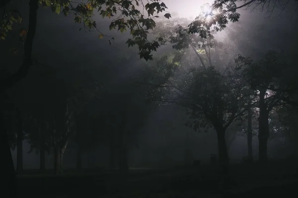 Dunkler Wald mit Bäumen und Bänken mit durchdringendem Licht während des Nachthorrorkonzepts — Stockfoto