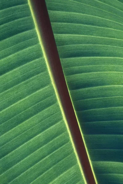 緑の葉のパターンとテクスチャの垂直クローズアップショット — ストック写真