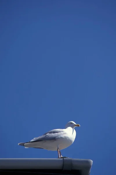 Tiro vertical de uma gaivota risonha em um telhado com céu azul claro no fundo em Devon, Reino Unido — Fotografia de Stock