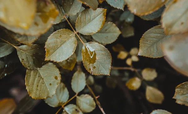 Closeup z nádherné zeleně v lese s ranní rosou na listech — Stock fotografie