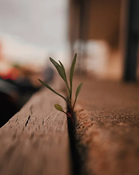 Closeup tiro foco seletivo de uma planta folhosa verde brotar de uma superfície de madeira — Fotografia de Stock