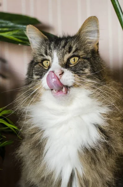 カメラを見ながら鼻を舐める灰色のタビー猫の垂直ショット — ストック写真