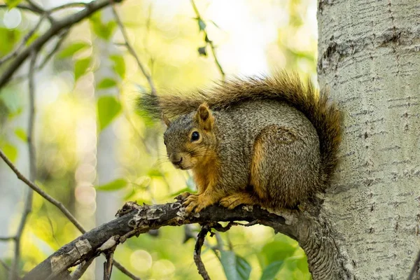 Tiro de close-up seletivo de um esquilo marrom em um ramo de árvore — Fotografia de Stock