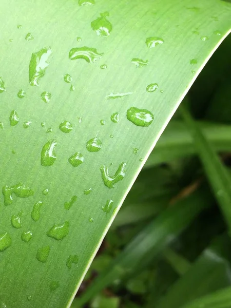 Вертикальний знімок крапель води на зеленому листі з розмитим природним фоном — стокове фото