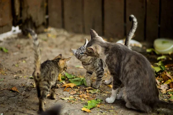 Selectieve close-up shot van een witte en bruine kat met schattige kittens in de buurt van bladeren — Stockfoto