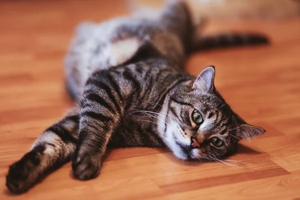 Gros plan sélectif d'un chat tabby à fourrure couché sur le sol — Photo