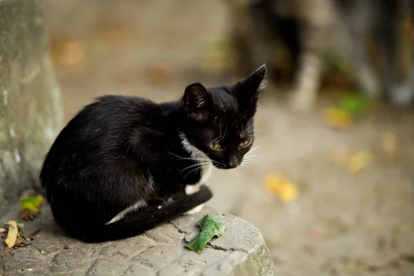 Селективный крупный план милого маленького черного кота с желтыми глазами на сером выступе — стоковое фото