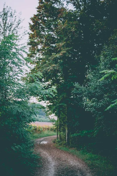 Tiro vertical de um caminho estreito no meio de árvores com um fundo embaçado — Fotografia de Stock