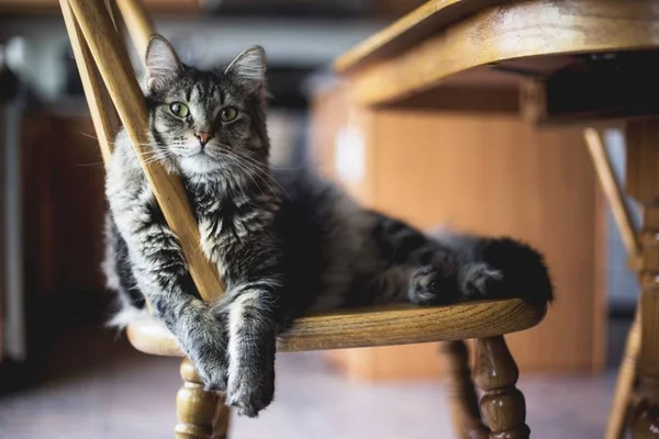 Selective focus closeup shot of a gray furry tabby cat sitting on a wooden chair