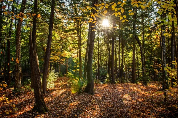 Hermosa foto de un bosque con árboles verdes y hojas amarillas en el suelo en un día soleado — Foto de Stock