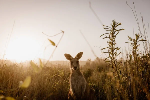 Hermosa toma de un canguro mirando a la cámara mientras está de pie en un campo cubierto de hierba seca — Foto de Stock