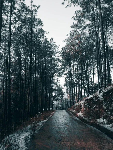 Tiro vertical de uma estrada molhada no meio de uma floresta abaixo de um céu nublado — Fotografia de Stock