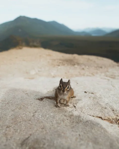 一个可爱的小松鼠站在岩石上的特写镜头 — 图库照片
