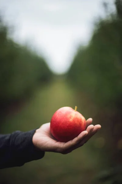 Вертикальний вибірковий знімок людини, що тримає червоне яблуко в долоні — стокове фото