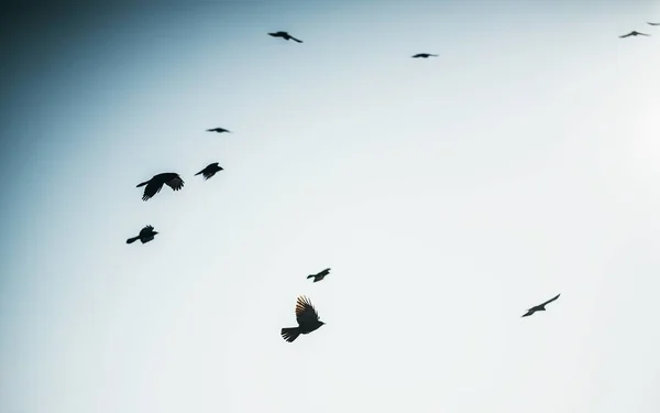 Silhouette of birds flying in a bright sky