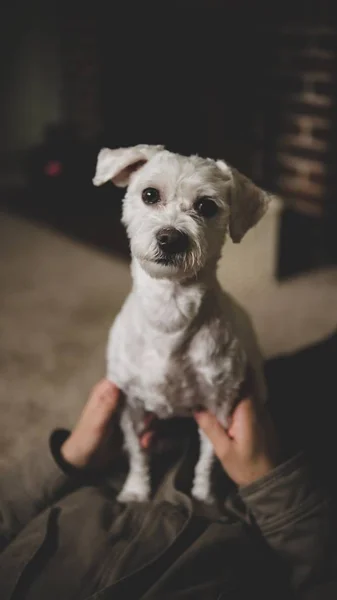 사랑스러운 주인의 손에 사랑스러운 귀여운 흰색 강아지의 클로즈업 샷 — 스톡 사진