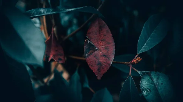 Gros plan de la feuille rouge entourée de feuilles vertes avec un fond flou — Photo