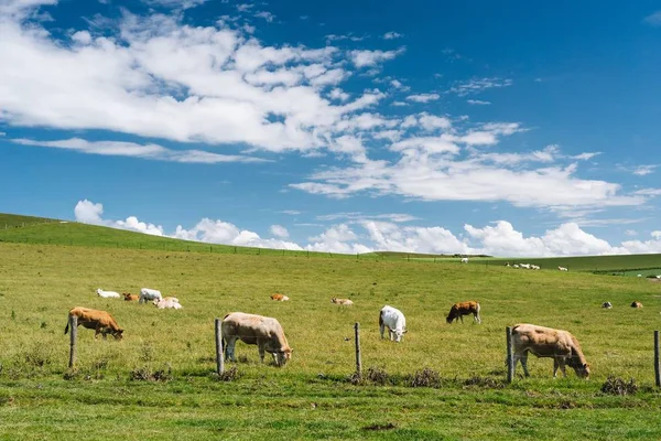 Близкий снимок коров в травянистом поле под голубым облачным небом днем во Франции — стоковое фото