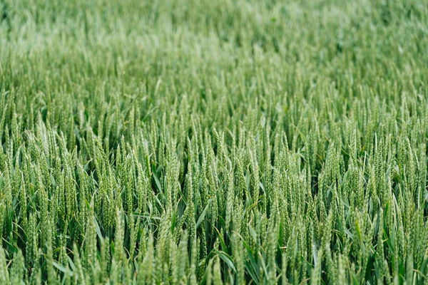 Close Shot av ett Sweetgrass fält med en suddig bakgrund — Stockfoto