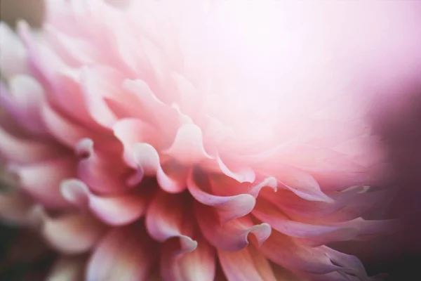 Wide extreme closeup shot of a pink flower