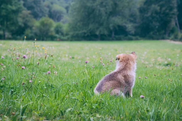 Симпатичный снимок пушистого щенка посреди широкого поля цветов — стоковое фото