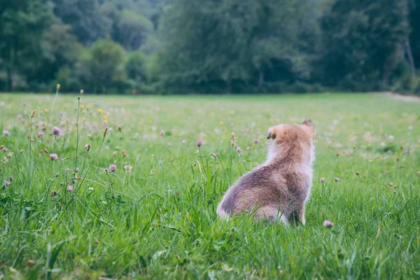 Cute shot puszysty szczeniak w środku szerokie pole kwiatów — Zdjęcie stockowe