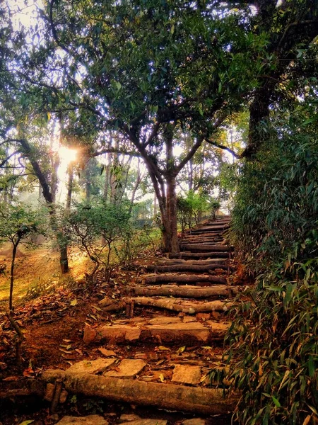 Vertical shot of a staircase up to the hill in the middle of trees — Stock Photo, Image