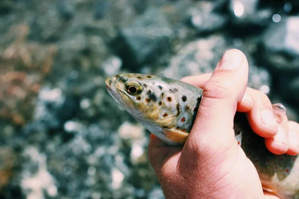 Tiro de close-up seletivo de uma pessoa segurando um peixe de truta — Fotografia de Stock