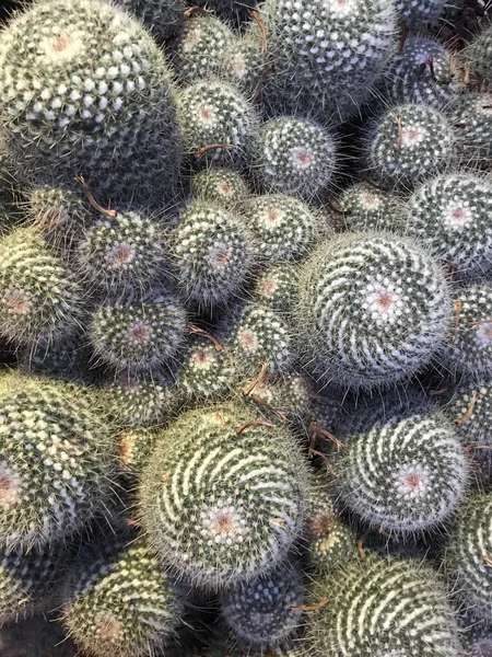 Vertikal närbild skott av många runda gröna kaktusar — Stockfoto