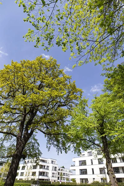 Vertical shot of green trees near white buildings under a clear blue sky