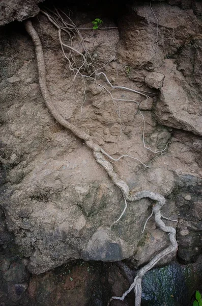 Primer plano de rocas grises en un bosque —  Fotos de Stock