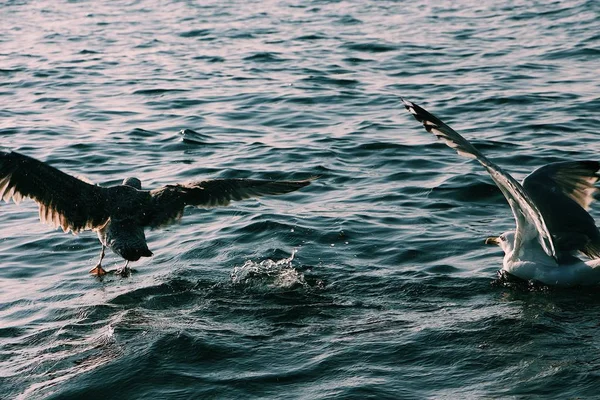 Gündüz suya uçan martıların yakın çekimi — Stok fotoğraf