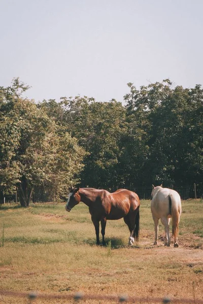 Tiro vertical de dois belos cavalos castanhos e brancos em pé em um grande campo com árvores — Fotografia de Stock