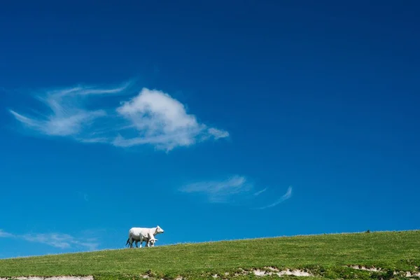 Красивый снимок коров, стоящих на травянистом холме с голубым небом на заднем плане во Франции — стоковое фото