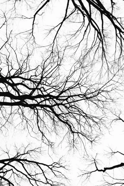 Captura vertical de bajo ángulo de ramas de árbol negro sobre un fondo blanco —  Fotos de Stock