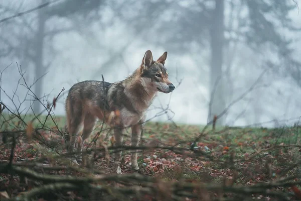 Un loup brun et blanc au regard féroce au milieu des feuilles et des branches d'arbres — Photo