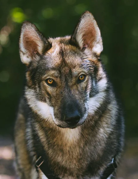 Vertikal närbild skott av en brun Yamnuska varghund — Stockfoto