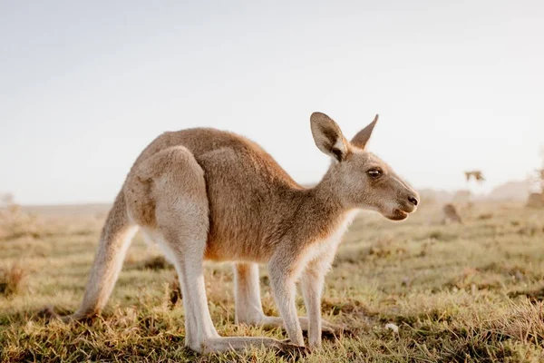 Primer plano de un canguro en un campo herboso seco con un fondo borroso — Foto de Stock