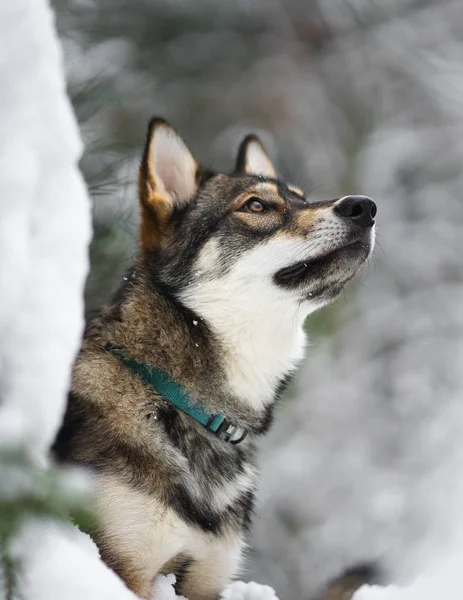 Selective closeup shot of a Sakhalin husky with green collar staring blankly to the distance — Stock Photo, Image