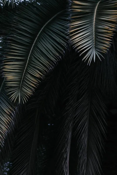 Vertikalt skott av vackra tropiska exotiska blad för bakgrund eller tapeter — Stockfoto