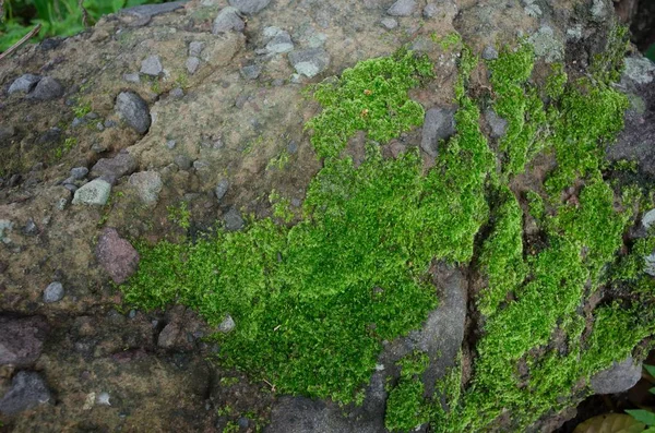 Closeup tiro de vegetação em uma floresta — Fotografia de Stock