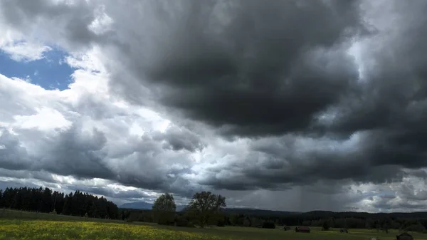 Largo tiro de árvores e campo de grama sob um céu nublado — Fotografia de Stock