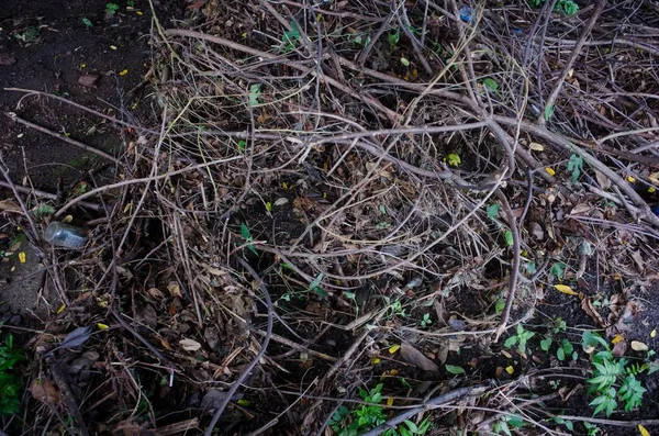 Closeup shot of greenery in a forest — Stock Photo, Image