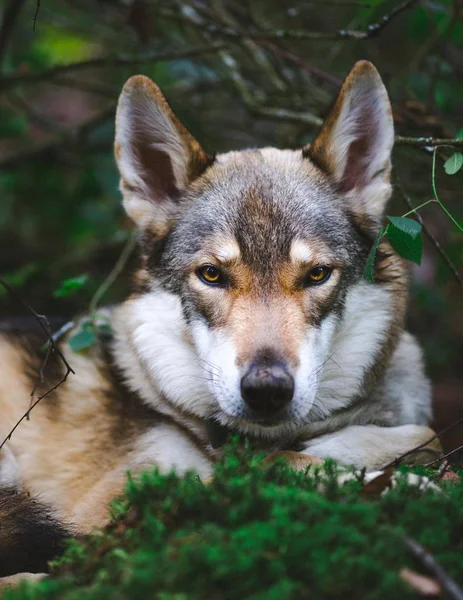 Verticale close-up shot van een yamnuska Wolfdog op de wazige achtergrond groene planten — Stockfoto