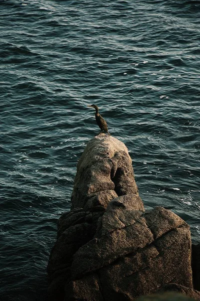 Tiro vertical de um pato em pé sobre uma rocha no meio do mar — Fotografia de Stock