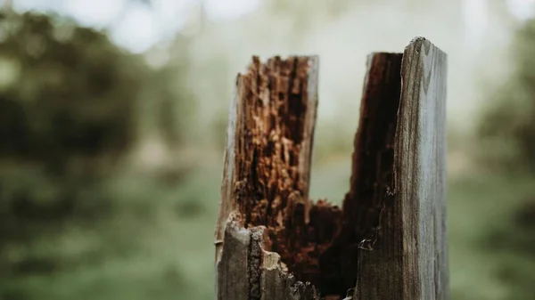 Gros plan d'un petit tronc d'arbre cassé avec un fond flou — Photo