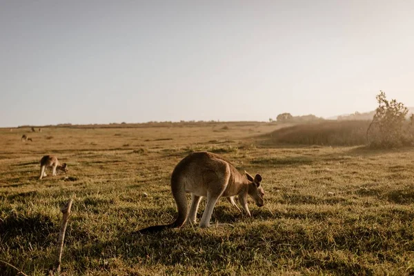 Canguro mangiare erba con uno sfondo sfocato colpo da dietro — Foto Stock