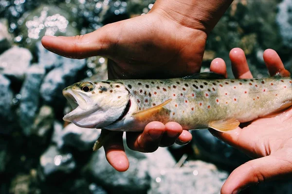 Selektiv närbild skott av en perosn hoding en sannings fisk med munnen öppen — Stockfoto